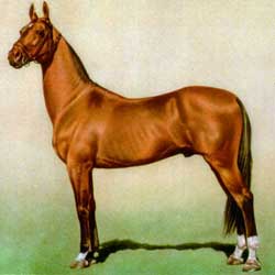 Akhal-Teke