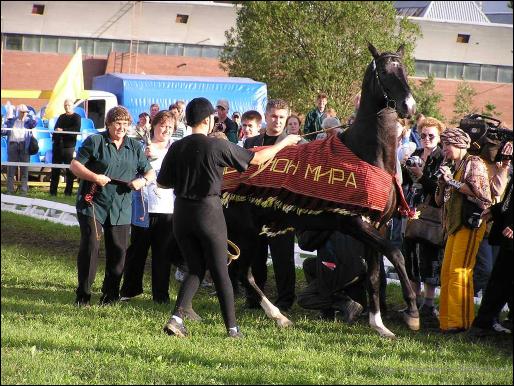 Gazyr  World Champion 2003, ring of adult stallions 