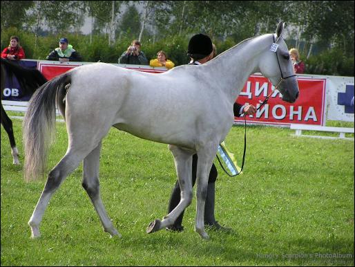 Primula  Reserve World Champion 2003, ring of adult mares