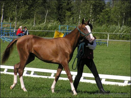 Enchik  best yearling-colt 2003