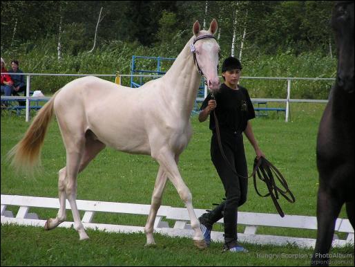 Shaar Shael  - IV place, ring of young stallions