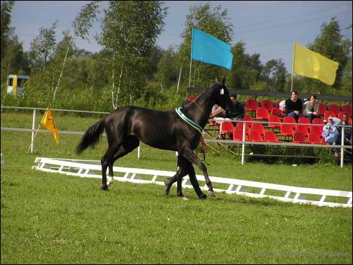 Amuzgi - Young World Champion 2003, ring of young stallions