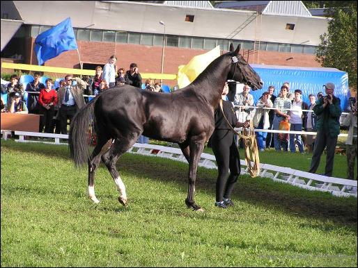 Gazyr  World Champion 2003, ring of adult mares