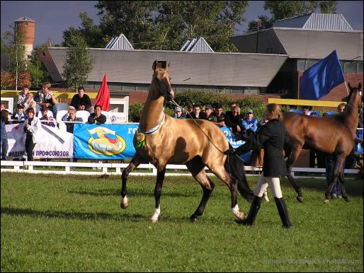 Sagib  Reserve World Champion 2003, ring of adult stallions