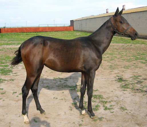 Djemma  Virtual best yearling
