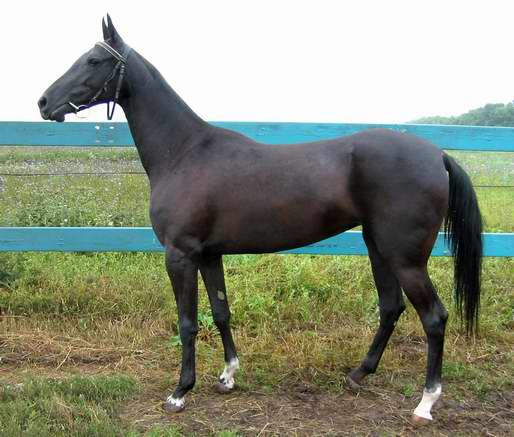 Ganjza - Virtual Young World Champion 2003