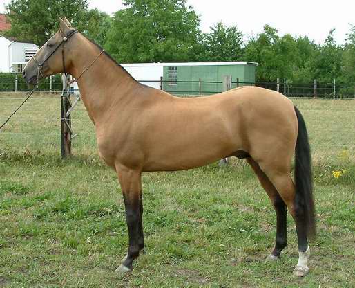 Ovoi  Virtual World Champion, ring of adult stallions, 2003